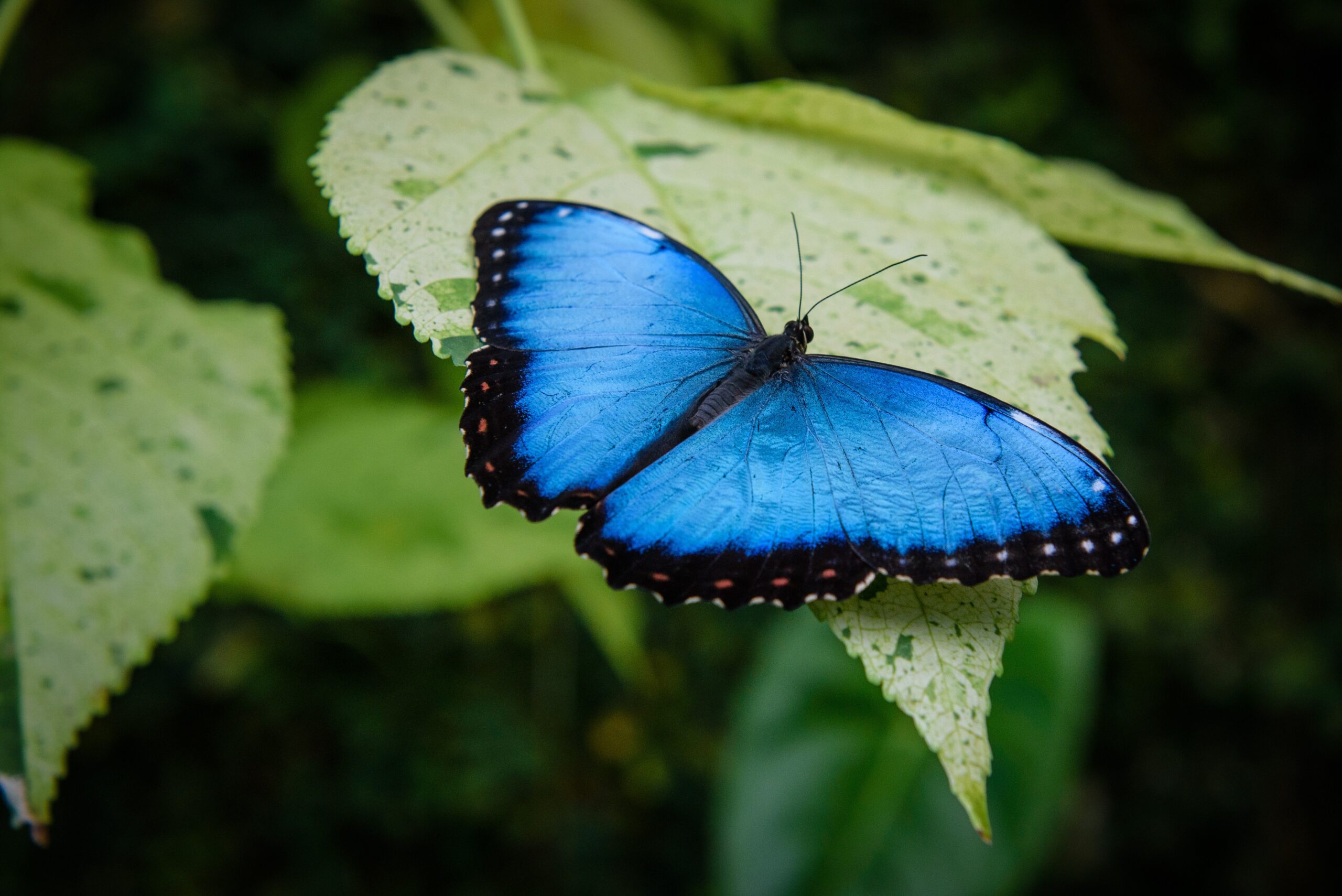 モルフォ蝶の研究から新たな採光ガラスの開発 | creationphilia